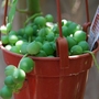 Senecio