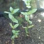 Zinnia elegans (Zinnia)