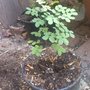 Cassia (Acacia baileyana (Cootamundra wattle))