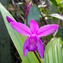 A garden flower photo (Bletilla striata (Bletilla))