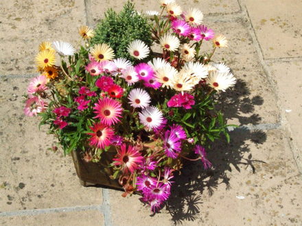 Jackie_s_Garden_Picture_s__19th_June_08_014.jpg