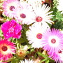 Jackie_s_garden_picture_s__19th_june_08_019