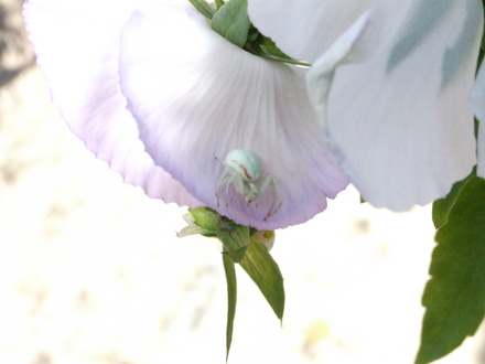 Jackie_s_Garden_Picture_s__19th_June_08_038.jpg (??)