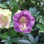 Sfgaug07a_001