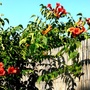 P1020477