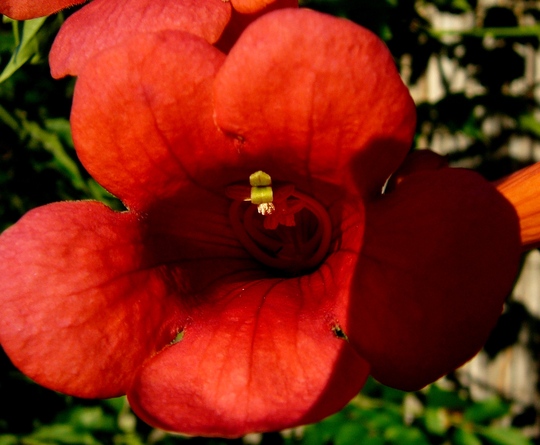 Campsis radicans (Campsis radicans (Seem))
