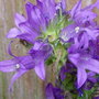 Garden_june_2008_020