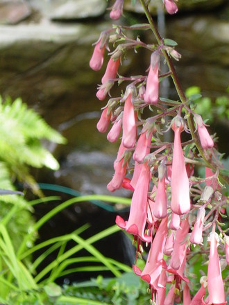 Phygelius 'Devils tears'