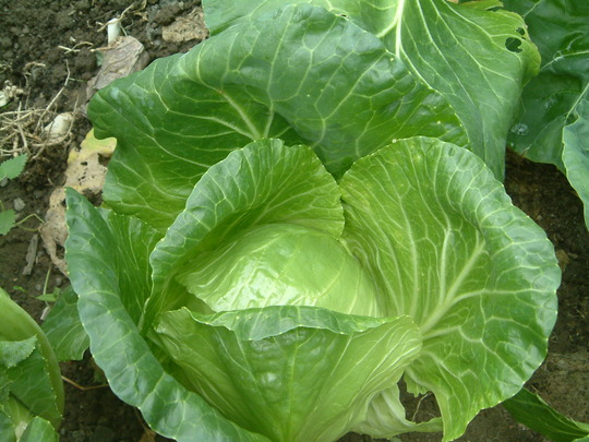.......cabbages green