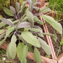 Salvia officinalis