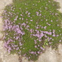 Thymus vulgaris