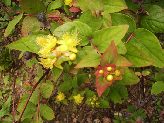 St John's Wort (Hypericum) buds, flower & fruit 06.08 (Hypericum androsaemum)