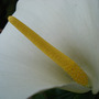 Arum_lily