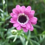 Osteospermum jucundum
