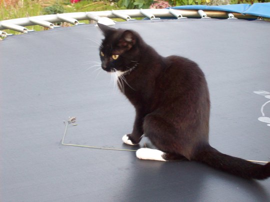 Febe Playing With Piece Of Long Grass....