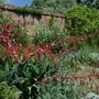 Abbots Ripton Gardens - Unusual Plants 