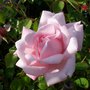 Picture_063