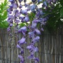 Wisteria floribunda