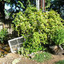 Trachelospermum