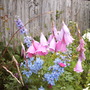 Dierama