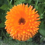 marigolds (Calendula officinalis (English marigold))