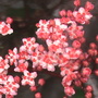 Sambucus nigra
