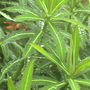 Spurge (Euphorbia)