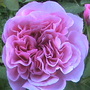 Rose (gertrude jekyl rose)