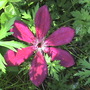 Clematis (clematis rouge cardinal)