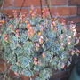 different hanging basket (echevera)