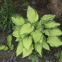 Hosta (hosta)