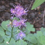 thalcitrum storm cloud (thalcirum)