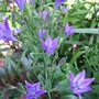 Triteleia