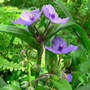 Tradescantia virginiana (Spiderwort)