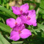 Tradescantia virginiana