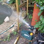 Jackie_s_garden_picture_s__19th_june_08_139