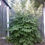 goats beard (Aruncus dioicus (Goatsbeard))