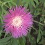perrenial cornflower