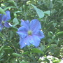 clematis pearl d'azure