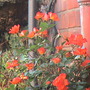 Climbing rose-warm welcome