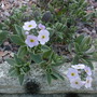 androsace (androsace lanuginosa)