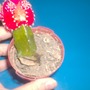 Hugh Issues 2 (hylocereus undatus, gymnocalycium)