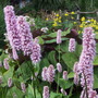 Persicaria bistorta (Polygonum bistorta)