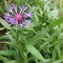 Too_many_centaurea_montana
