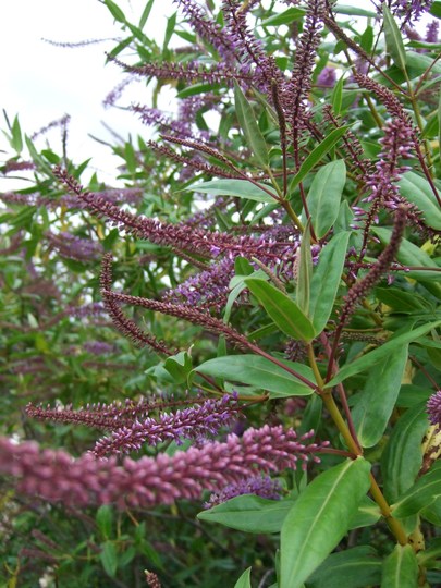Dark mauve Hebe (Hebe)