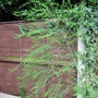 Fluffy plant 01