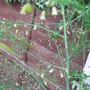 Unidentified fluffy plant 02