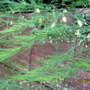 Fluffy plant 03