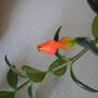 Gold fish plant