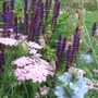 In_the_front_flower_bed
